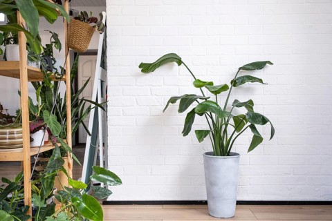 Strelitzia nicolai in the interior on the background of a white brick wall. Green house, potted