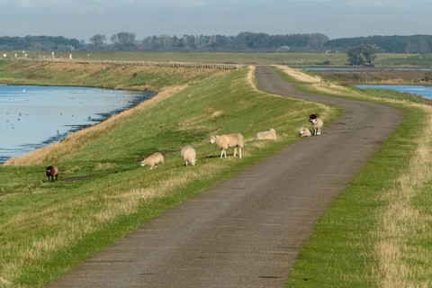 Road with sheep on the dike