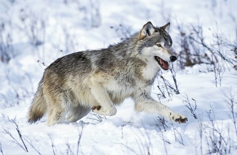 Mackenzie tundra wolf, Mackenzie tundra wolves, Mackenzie wolf, Mackenzie wolves (Canis lupus