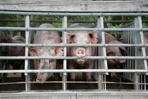 Domestic pigs in the quarantine barn