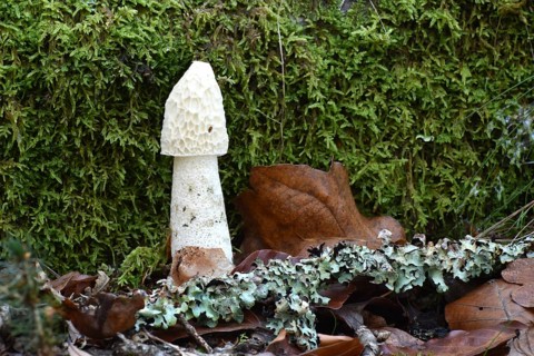 A common stinkhorn (Phallus impudicus) in a mature state without gleba in autumn forest of the