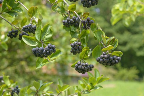 Chokeberry (Aronia × prunifolia 'Viking'), Anchers Havecenter, Tübingen, Baden-Württemberg,