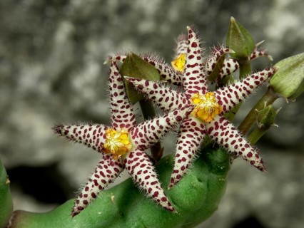 Piaranthus comptus