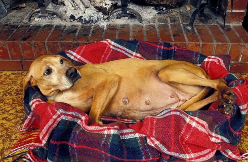 Pregnant bitch in the basket near the fireplace