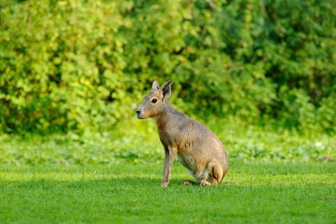A mara sits on a green meadow in a natural environment, Patagonian Mara (Dolichotis patagonum),