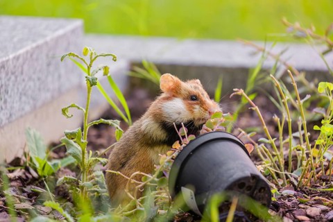 A European hamster (Cricetus cricetus), Eurasian hamster, black-bellied hamster or common hamster,