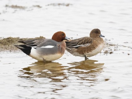 Eurasian wigeon duck (Mareca penelope) adult male and female birds resting at edge of a lake,