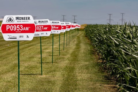 Eureka, Illinois - Varieties of corn growing from seeds produced by Pioneer, a DuPont company.