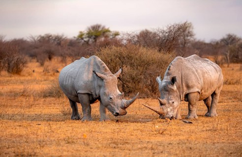 Southern white rhinoceros (Ceratotherium simum simum), two rhinos in the evening light, Khama Rhino