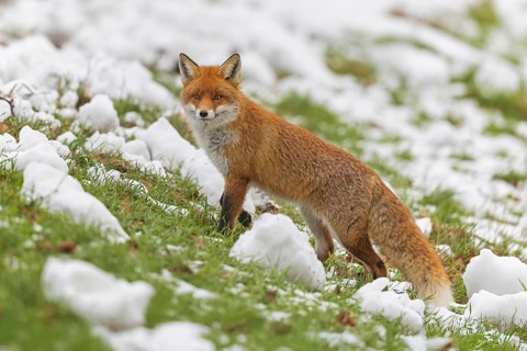 Red fox (Vulpes vulpes), hunting, winter fur, looking for food at the roadside, winter landscape,