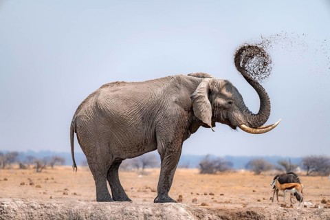 African elephant (Loxodonta africana), bathing at a waterhole, spraying water from its trunk, Nxai