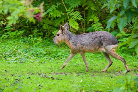 A Patagonian mara (Dolichotis patagonum) runs through dense vegetation across a meadow