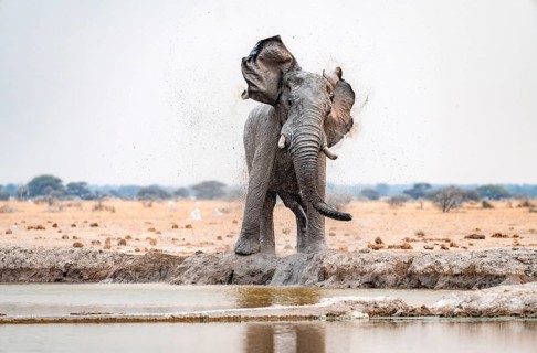 African elephant (Loxodonta africana), adult male, shaking with flapping ears, at the waterhole,