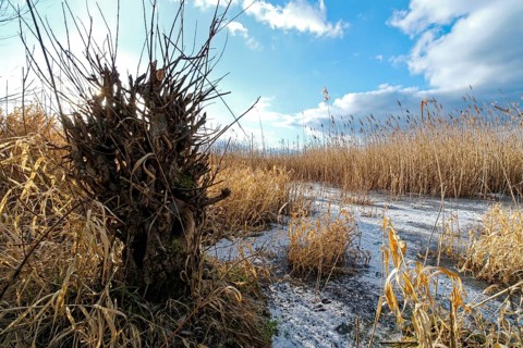 Icy waters on a winter's day in the Aland-Elbe lowlands near Losenrade. Seehausen, Altmark,