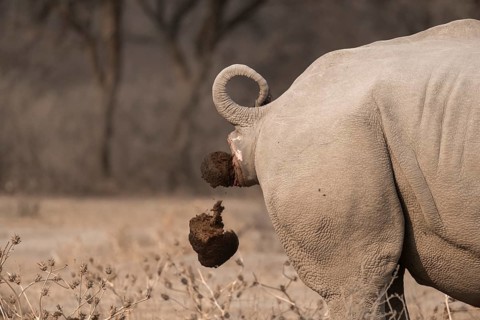 Southern white rhinoceros (Ceratotherium simum simum), cackling rhino, animal droppings, funny,