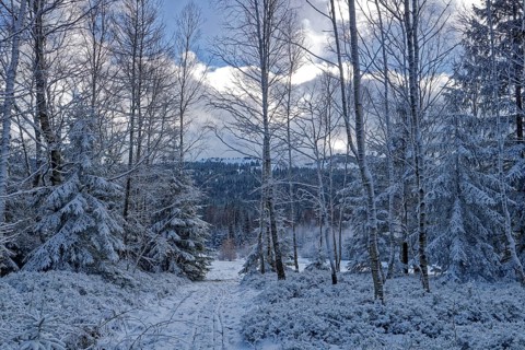 Snow covers trees and the forest floor in the winter landscape near Szklarska Poreba, Mirsk