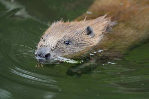 Beaver with plant in mouth, swimming in still water environment, European beaver (Castor fibre),