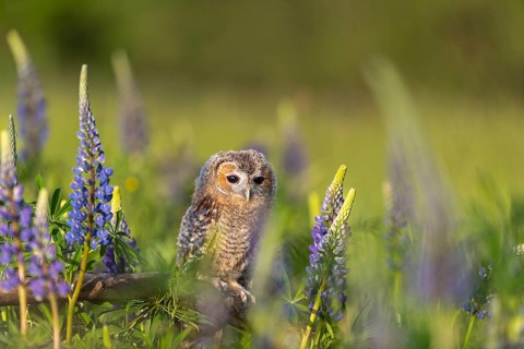 One young Ural owl (Strix uralensis) sitting on a branch lying in a field of flowering lupines in