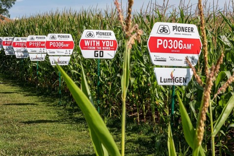 Galien, Michigan - Varieties of corn growing from seeds produced by Pioneer, a DuPont company.