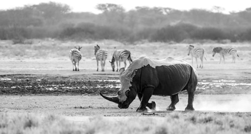 Southern white rhinoceros (Ceratotherium simum simum), rhino coming out of mud bath, stirring up