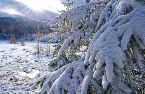 Snow covers trees and the forest floor in the winter landscape near Szklarska Poreba, Mirsk