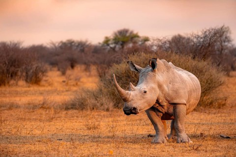 Southern white rhinoceros (Ceratotherium simum simum), rhino in the evening light, Khama Rhino