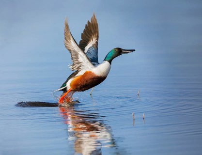 Northern Shoveler (Anas clypeata), male duck taking off in flight from lake, in display flight,