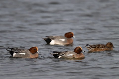 Bean goose, Bean goose (Anser fabalis), Texel, Netherlands