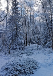 Snow covers trees and the forest floor in the winter landscape near Szklarska Poreba, Mirsk