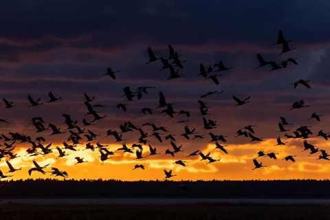 Birds flying in large numbers against a bright sunset sky, Crane (Grus grus) wildlife, Western