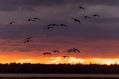 A flock of birds in flight in front of a cloudy sunset, Crane (Grus grus) wildlife, Western