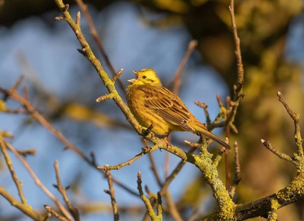 Yellowhammer, (Emberiza citrinella), male adult bird perched on a branch and singing, Hessen,