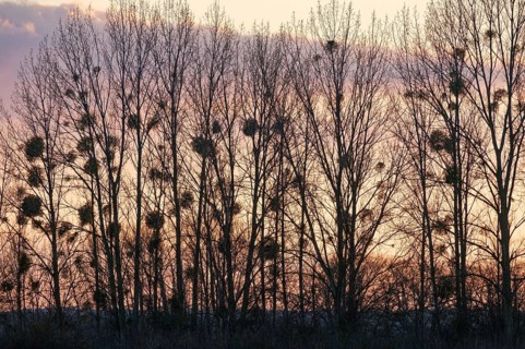 Mistletoe in winter against the evening sky. Seehausen, Altmark, Saxony-Anhalt, Germany, Europe