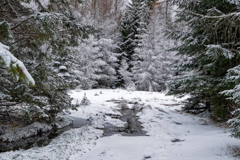 Snow covers the fir trees near the Rozdroze Izerskie hiking trail junction in the Giant Mountains