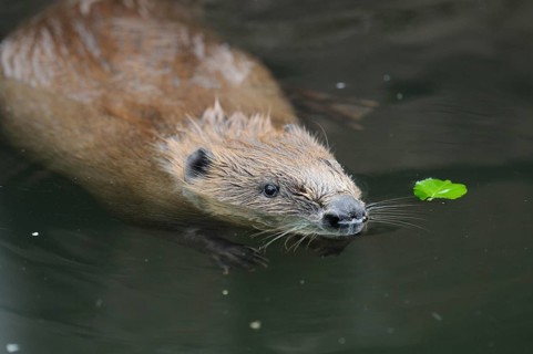 A beaver swimming in the water with a small leaf nearby, European beaver (Castor fibre), captive,