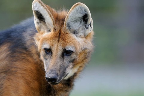 Close-up of a maned wolf with attentive gaze and large ears, maned wolf (Chrysocyon brachyurus),