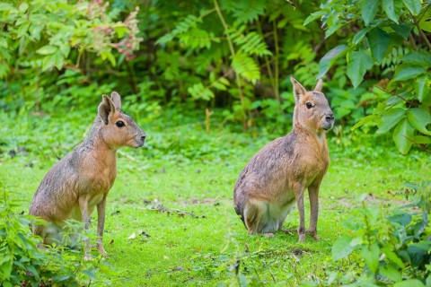 Two Patagonian maras (Dolichotis patagonum) sit on a meadow, surrounded by dense vegetation