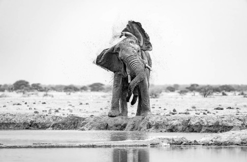 African elephant (Loxodonta africana), adult male, shaking with flapping ears, at the waterhole,