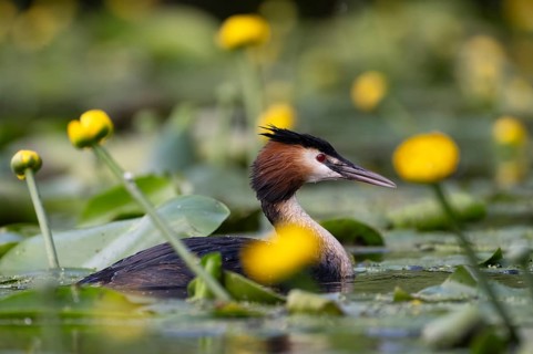Great Crested Grebe (Podiceps cristatus), Nettetal, Germany, Europe