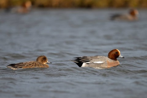 Bean goose, Bean goose (Anser fabalis), Texel, Netherlands