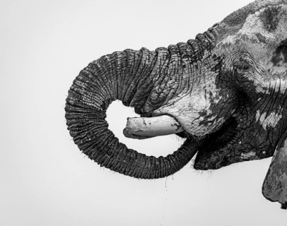 African elephant (Loxodonta africana), adult male, detail, trunk in mouth, black and white