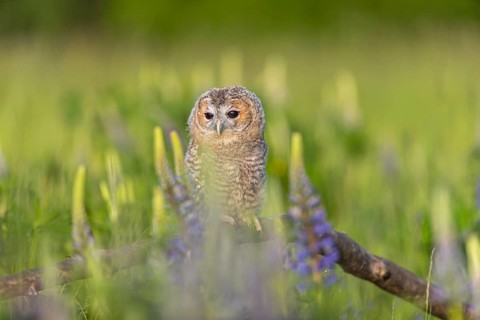 One young Ural owl (Strix uralensis) sitting on a branch lying in a field of flowering lupines in
