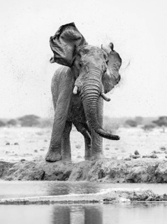African elephant (Loxodonta africana), adult male, shaking with flapping ears, at the waterhole,