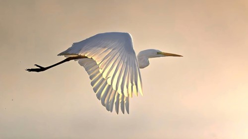 Great White Egret (Ardea alba) Winter visitor, migratory bird, grazing light, resting bird,