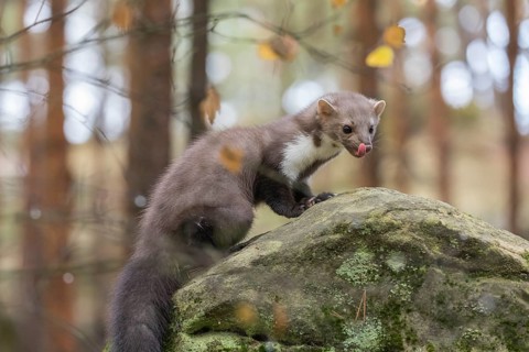 One beech marten (Martes foina) standing on a rock and feeding on something. Trees and undergrowth