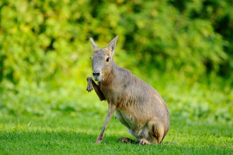 A mara slightly raises its front leg in a green meadow landscape, Patagonian Mara (Dolichotis