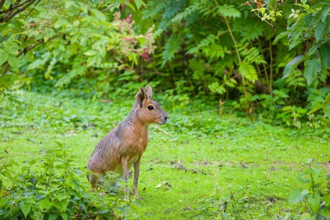 A Patagonian mara (Dolichotis patagonum) sits on a meadow, surrounded by dense vegetation