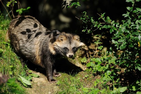 Raccoon dog in the play of light and shadow in the garden area, raccoon dog (Nyctereutes
