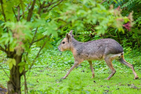A Patagonian mara (Dolichotis patagonum) runs through dense vegetation across a meadow