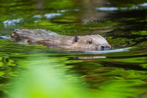 Eurasian beaver (Castor fiber) swimming on a lake, Bavaria, Germany, Europe